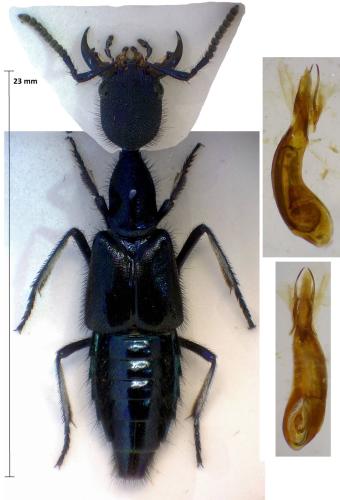 Réf. 311 673 : Plochionocerus janthinus